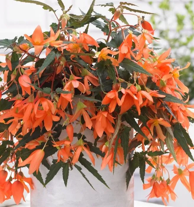 BEGONIA BEAUVILIA COLORE ASSORTITO IN VASO 12CM