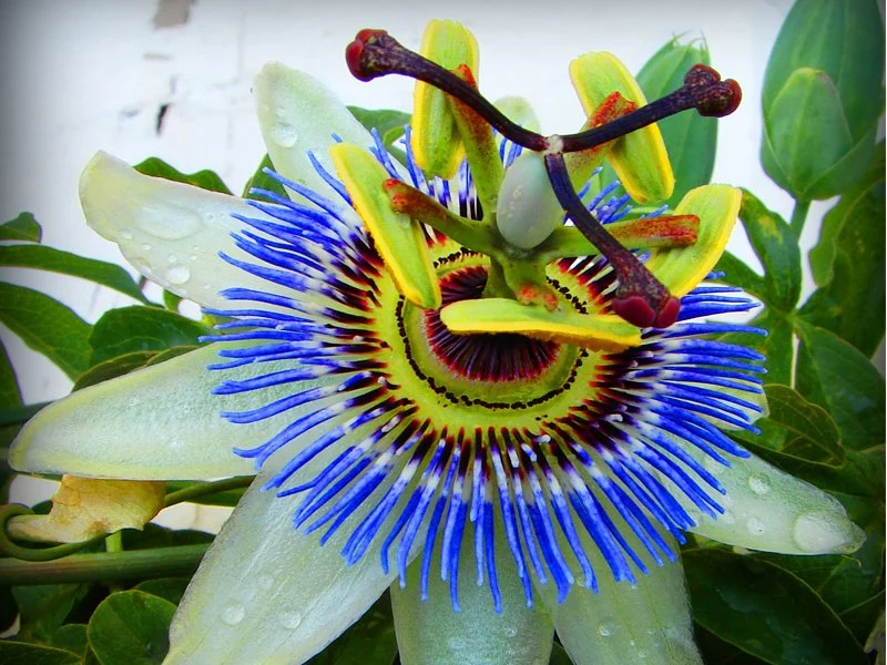 PASSIFLORA CAERULEA COLORE ASSORTITO IN VASO 12CM