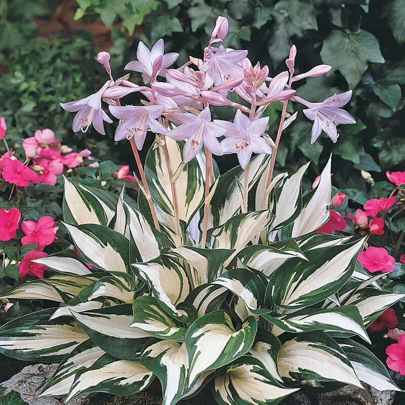 HOSTA FIRE AND ICE IN VASO 15CM
