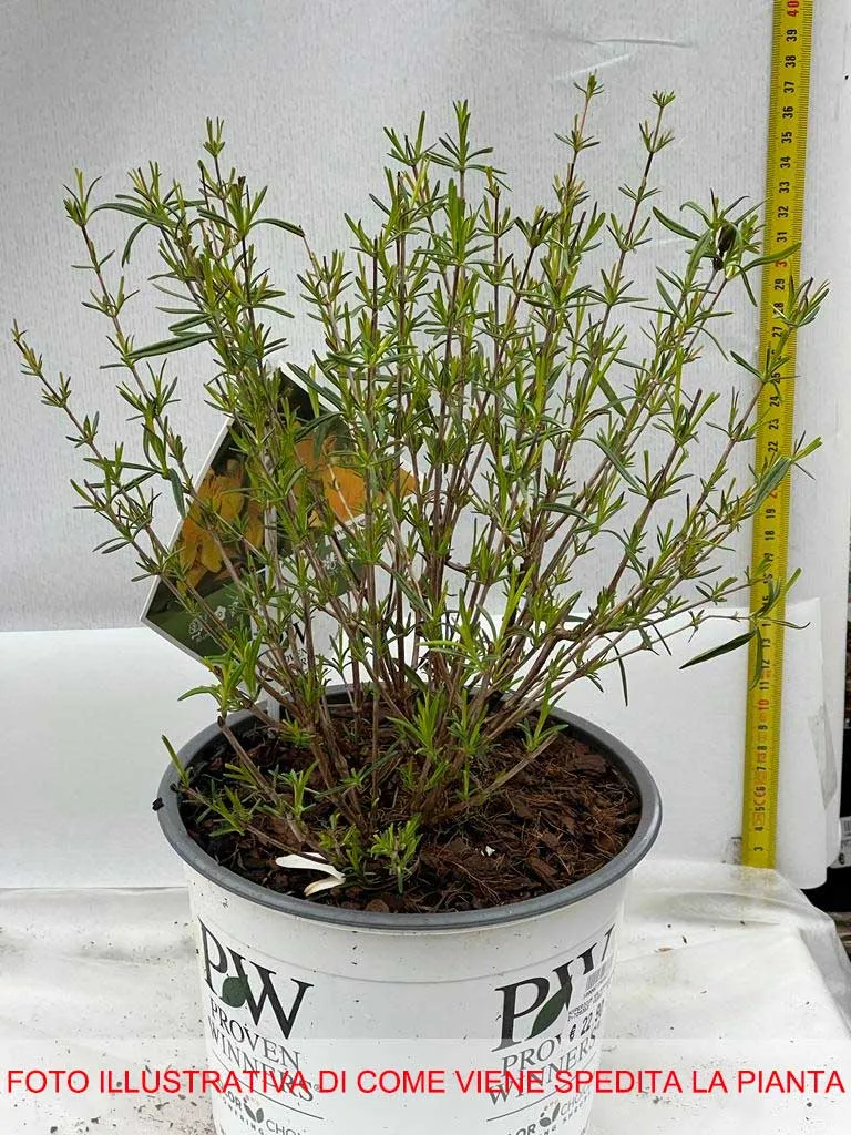 HYPERICUM IPERICO KALMIANUM SUNNY BOULEVARD IN VASO 19CM