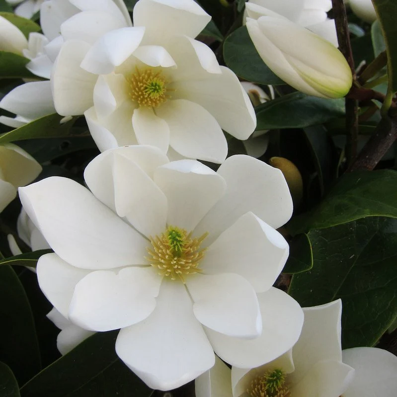MAGNOLIA FAIRY BIANCA VASO 19CM