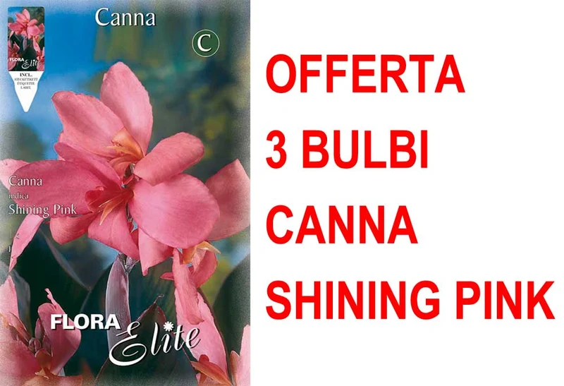 OFFERTA 3 BULBI CANNA BROWNLEAVED SHINING PINK