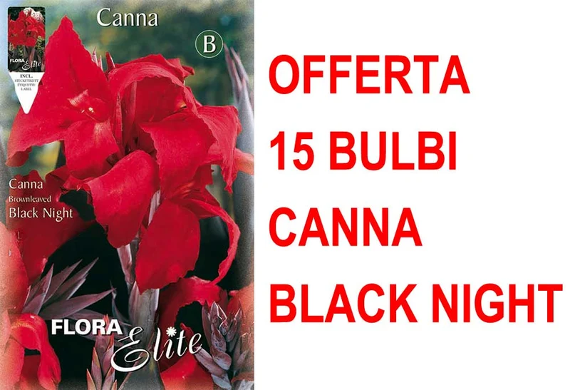 OFFERTA 15 BULBI CANNA BROWNLEAVED BLACK NIGHT