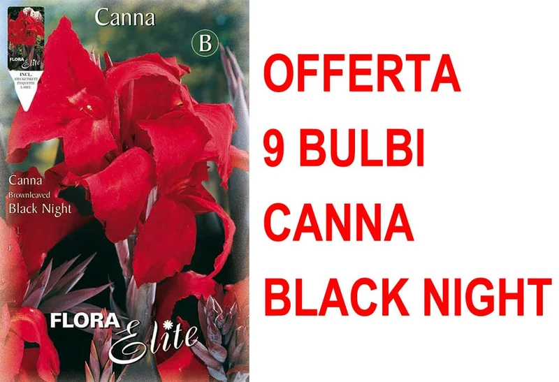 OFFERTA 9 BULBI CANNA BROWNLEAVED BLACK NIGHT