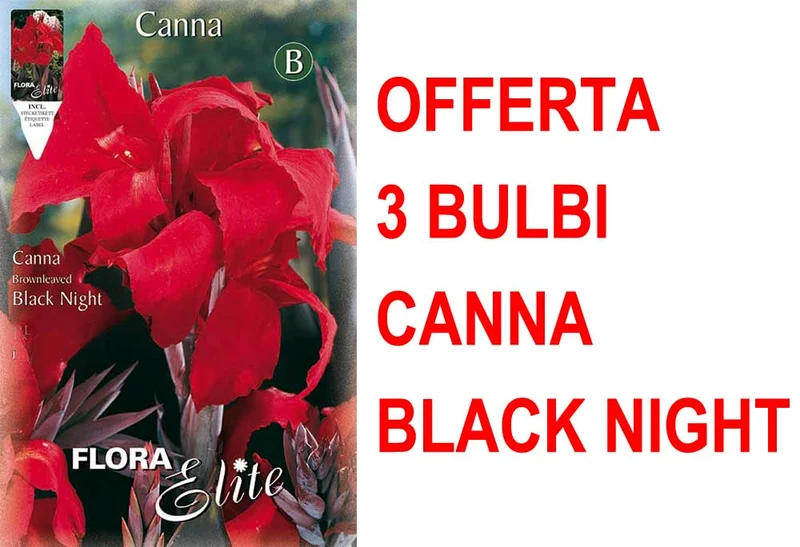 OFFERTA 3 BULBI CANNA BROWNLEAVED BLACK NIGHT