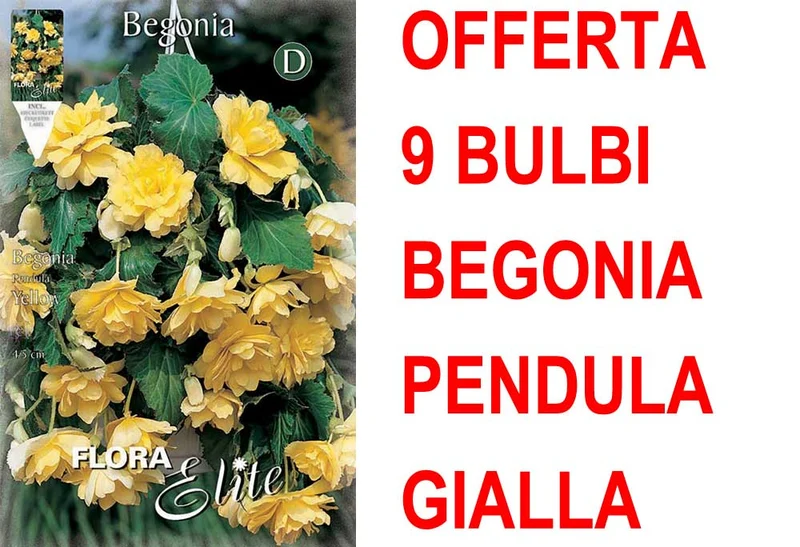 OFFERTA 9 BULBI BEGONIA PENDULA GIALLA