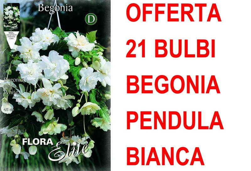 OFFERTA 21 BULBI BEGONIA PENDULA BIANCO BULBS BULBES