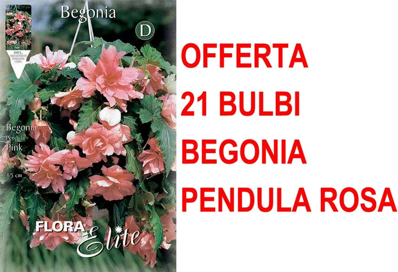OFFERTA 21 BULBI BEGONIA PENDULA ROSA