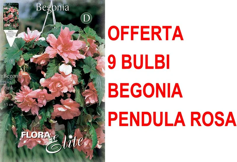 OFFERTA 9 BULBI BEGONIA PENDULA ROSA