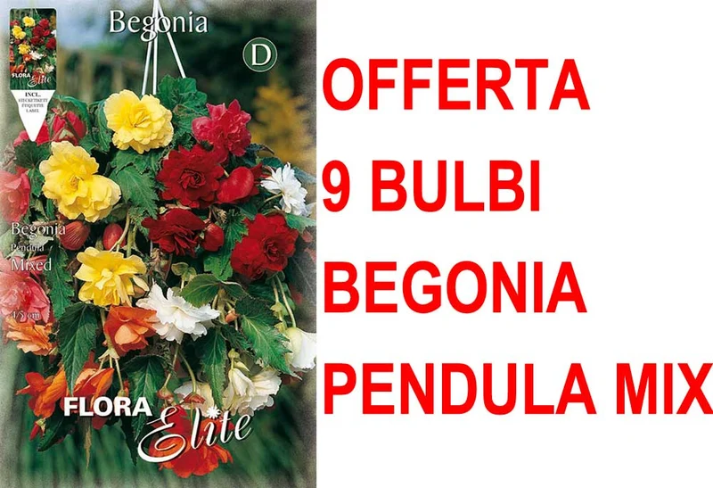 OFFERTA 9 BULBI BEGONIA PENDULA IN MIX DI COLORI