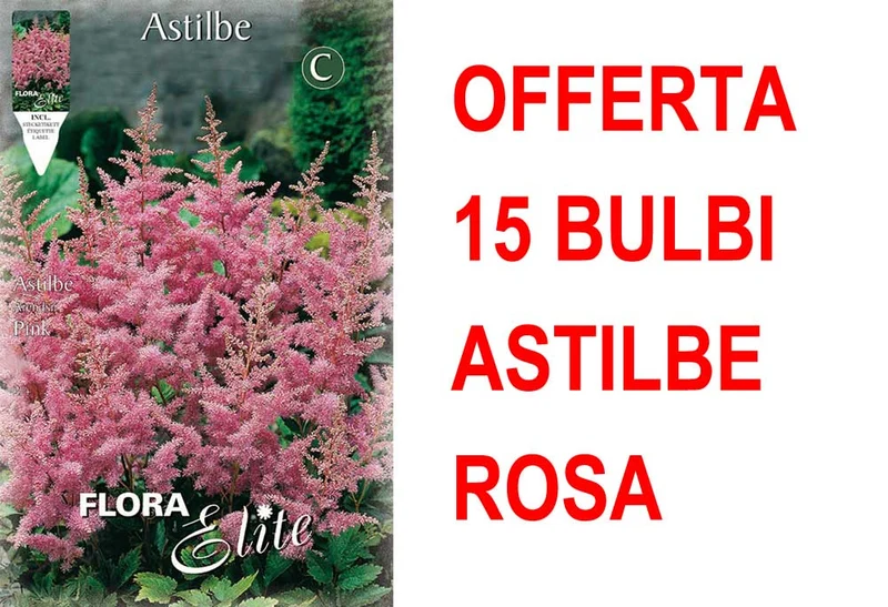 OFFERTA 15 BULBI ASTILBE ROSA
