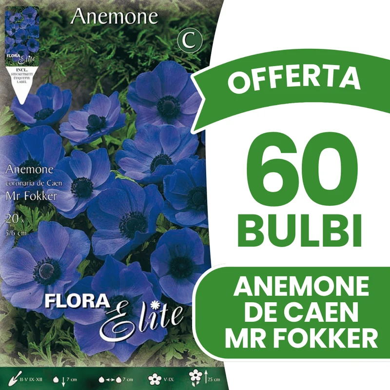 OFFERTA 60 BULBI ANEMONE CORONARIA MR. FOKKER