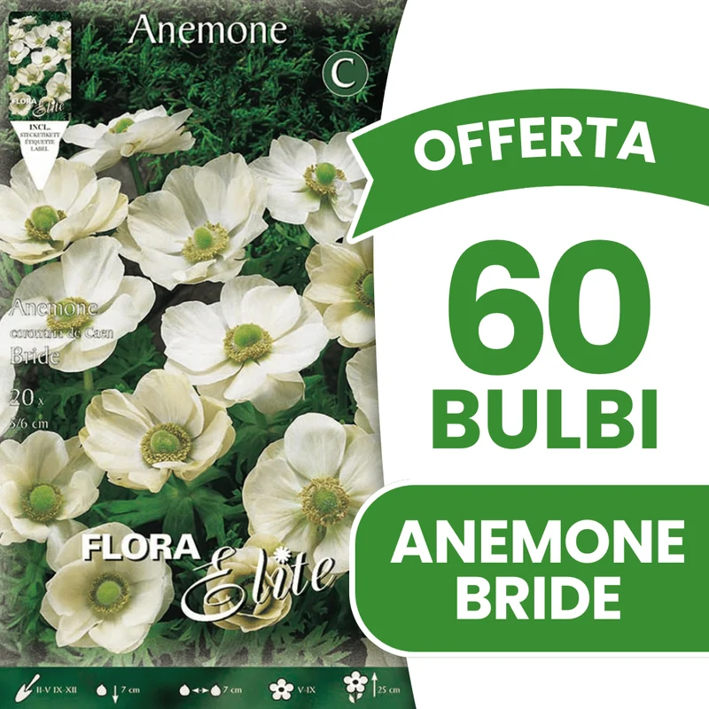 OFFERTA 60 BULBI ANEMONE CORONARIA THE BRIDE