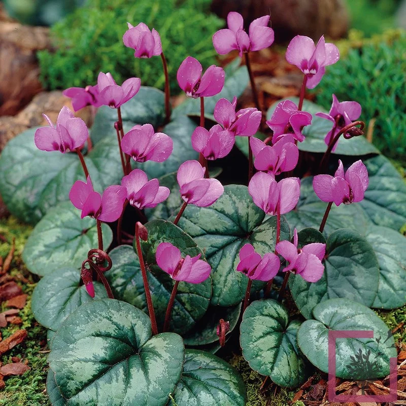 CICLAMINO DEI BOSCHI CYCLAMEN COUM VASO 9CM