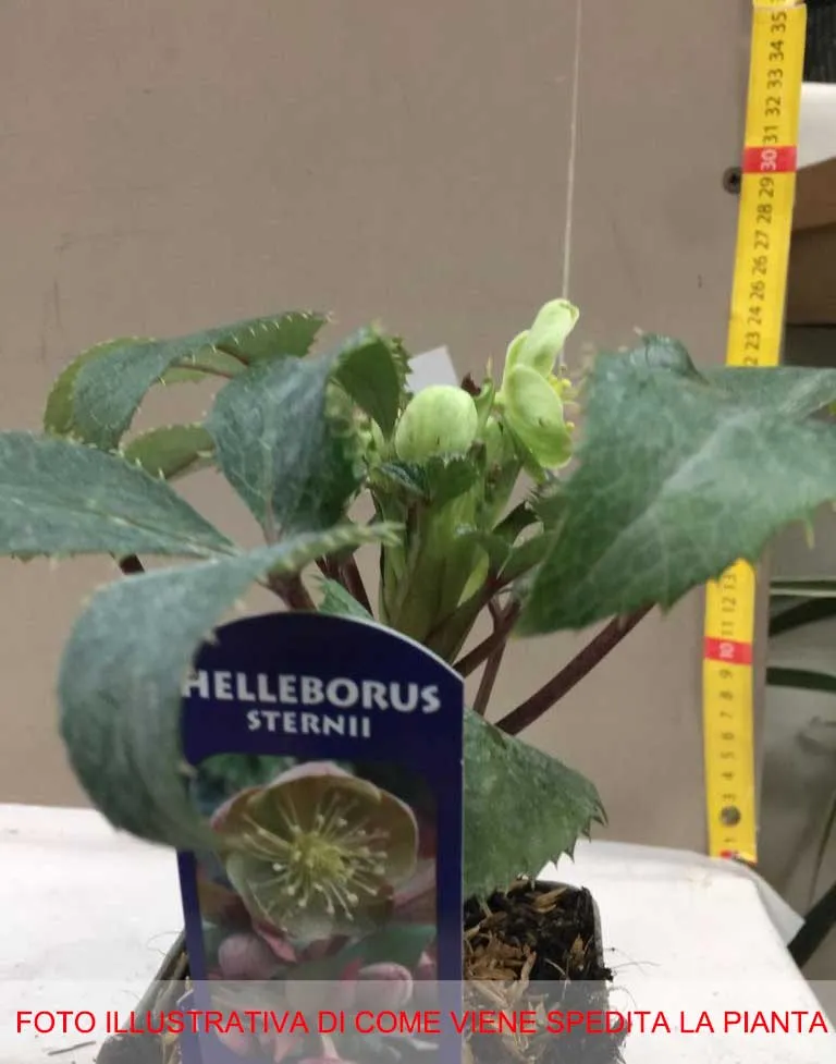 HELLEBORUS STERNII ROSA DI NATALE VASO 9CM