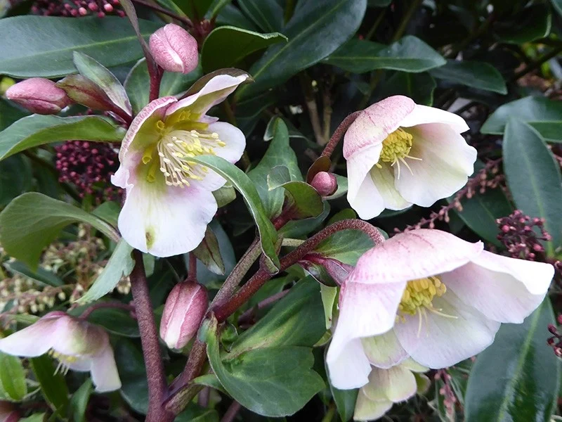 HELLEBORUS WINTER BELLS ROSA DI NATALE VASO 23CM