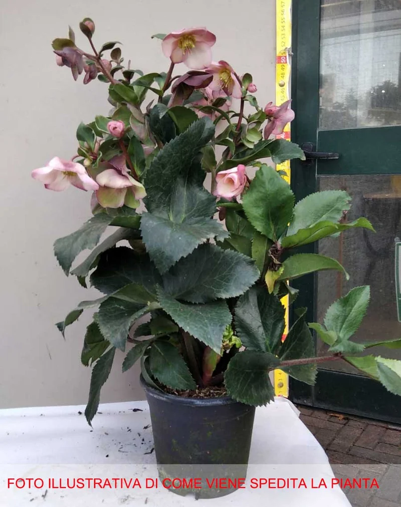 HELLEBORUS ICE N’ ROSES PINK ROSA DI NATALE VASO 15CM