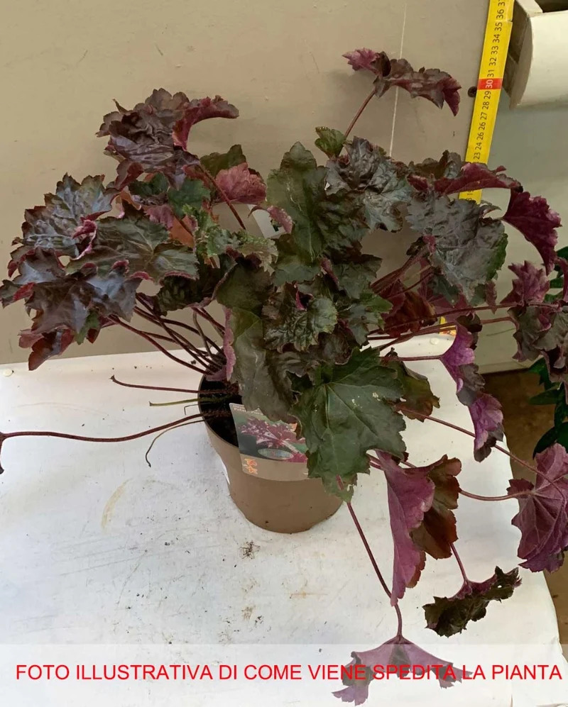HEUCHERA MICRANTHA PALACE PURPLE IN VASO 15CM