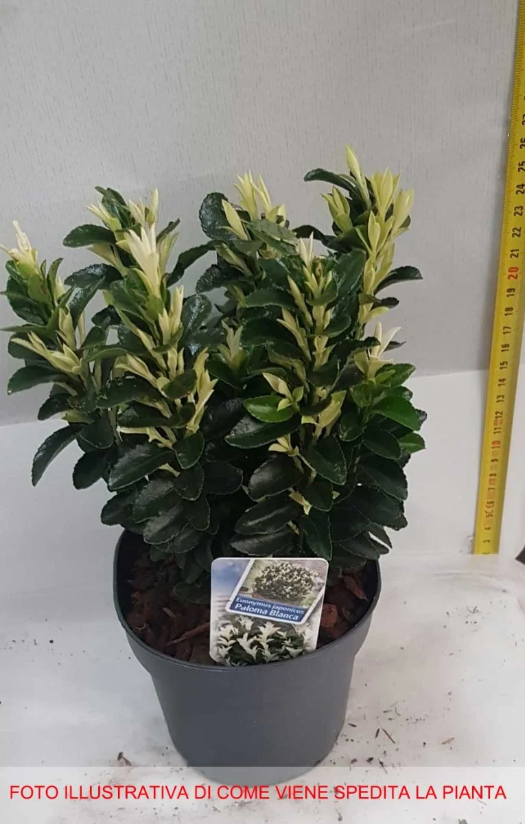 EUONYMUS PALOMA BLANCA VASO 13CM
