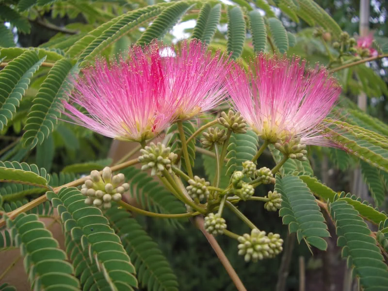 ALBIZIA JULIBRISSIN ROSEA MIMOSA DI COSTANTINOPOLI VASO DA 17CM