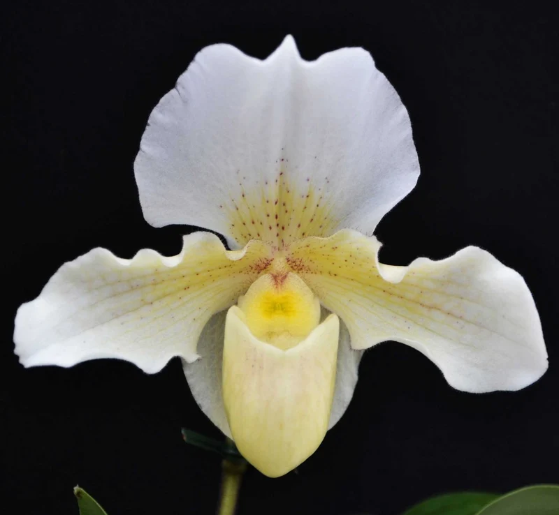 ORCHIDEA PAPHIOPEDILUM ROSY DOWN VASO 12CM