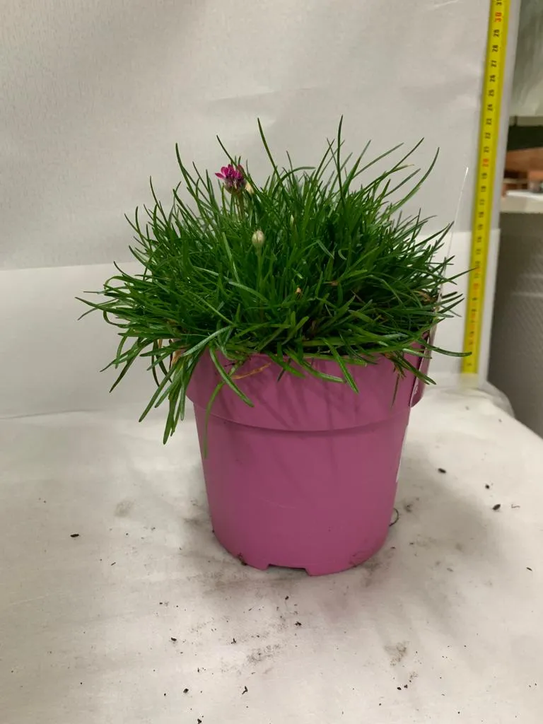 ARMERIA MARITTIMA ARMANDA ROSA/BIANCO VASO 15CM