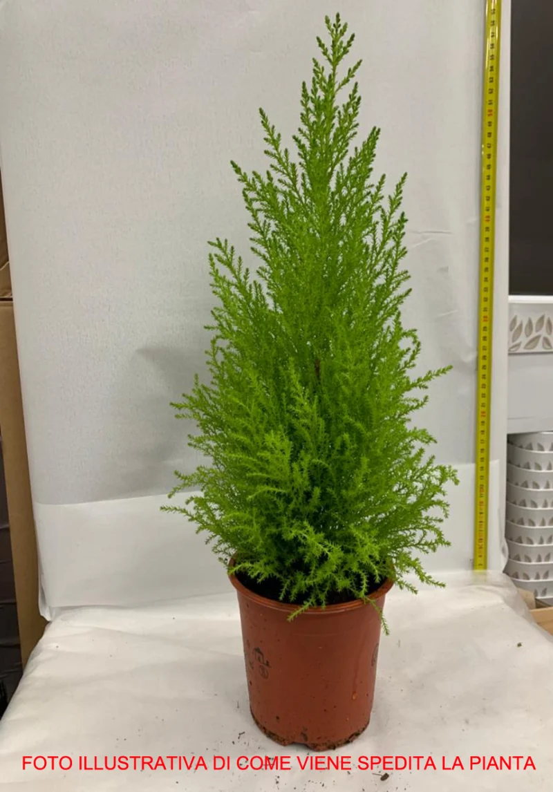 CUPRESSUS GOLDEN CREST CIPRESSO WILMA VASO 12CM