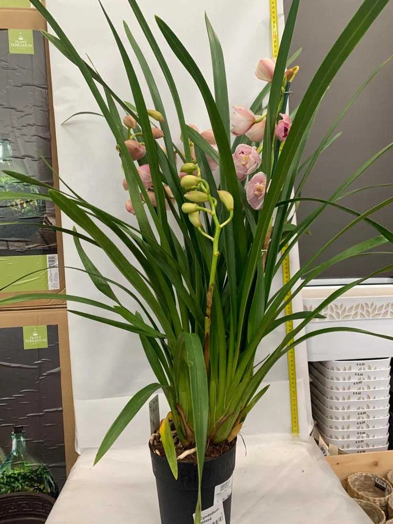 ORCHIDEA CYMBIDIUM 4 STELI VASO 14CM H80CM COLORI ASSORTITI