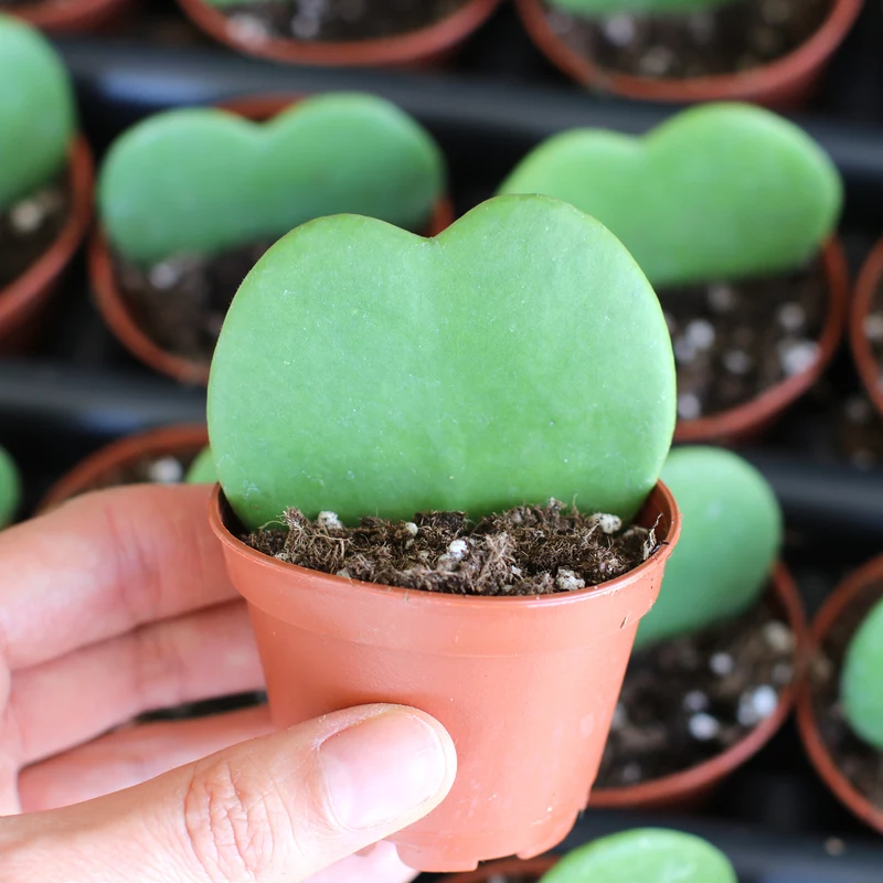 HOYA KERRII FIORE DI CERA IN VASO CERAMICO 6CM