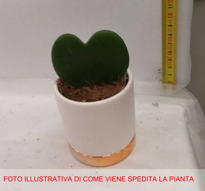 HOYA KERRII FIORE DI CERA IN VASO CERAMICO 6CM
