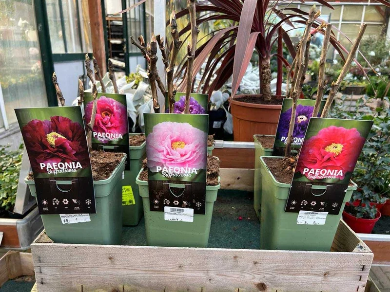 PEONIA SUFFRUTICOSA COLORE ASSORTITO VASO 19CM