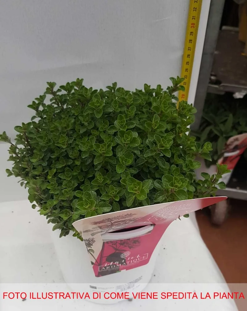 ORIGANO IN VASO 18CM