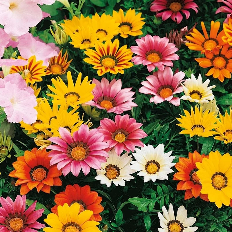 GAZANIA VASO 14CM COLORE ASSORTITO