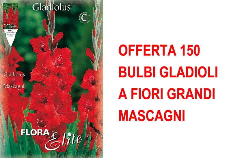 OFFERTA 150 BULBI GLADIOLI A FIORI GRANDI MASCAGNI