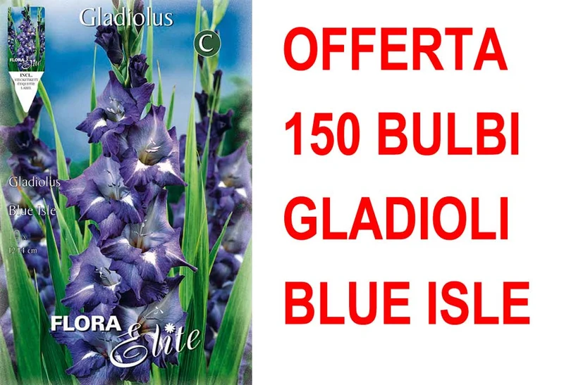 OFFERTA 150 BULBI GLADIOLI A FIORI GRANDI BLUE ISLE