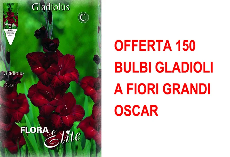 OFFERTA 150 BULBI GLADIOLI A FIORI GRANDI OSCAR