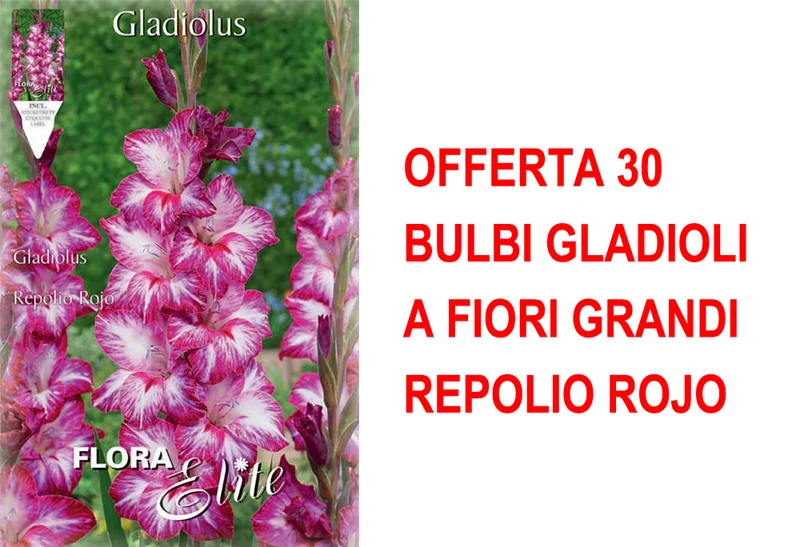OFFERTA 30 BULBI GLADIOLI A FIORI GRANDI REPOLIO ROJO