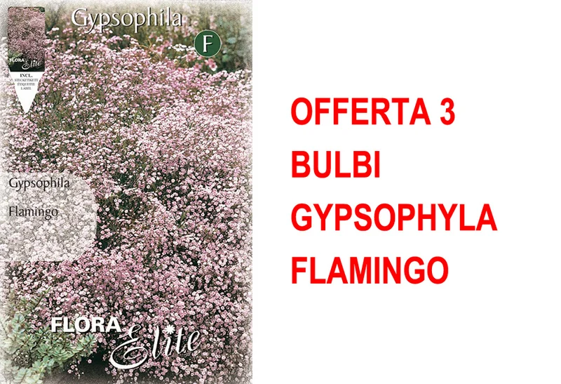 OFFERTA 3 BULBI GYPSOPHYLA FLAMINGO