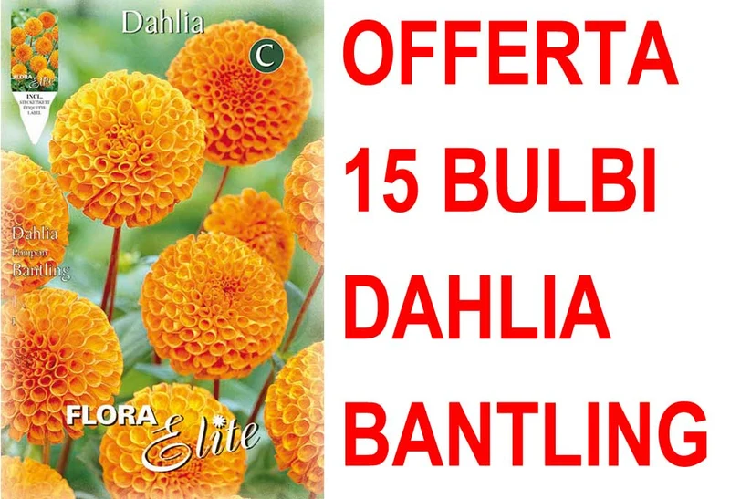 OFFERTA 15 BULBI DAHLIA POMPON BANTLING
