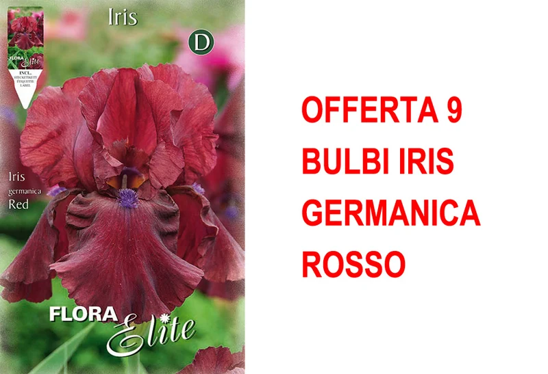 OFFERTA 9 BULBI IRIS GERMANICA ROSSO