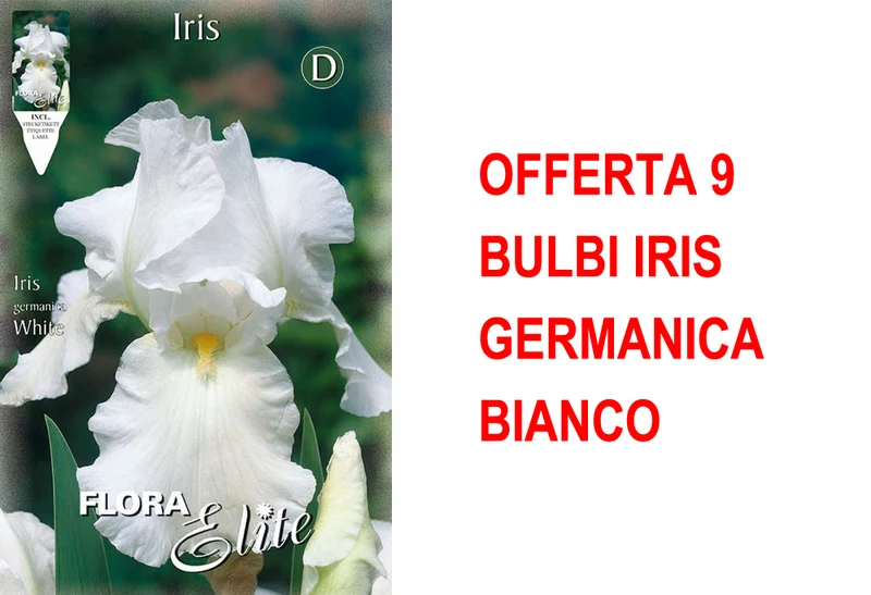 OFFERTA 9 BULBI IRIS GERMANICA BIANCO