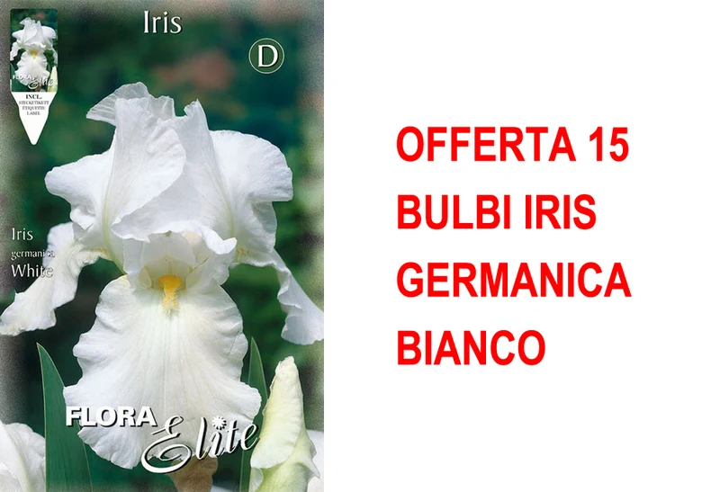 OFFERTA 15 BULBI IRIS GERMANICA BIANCO