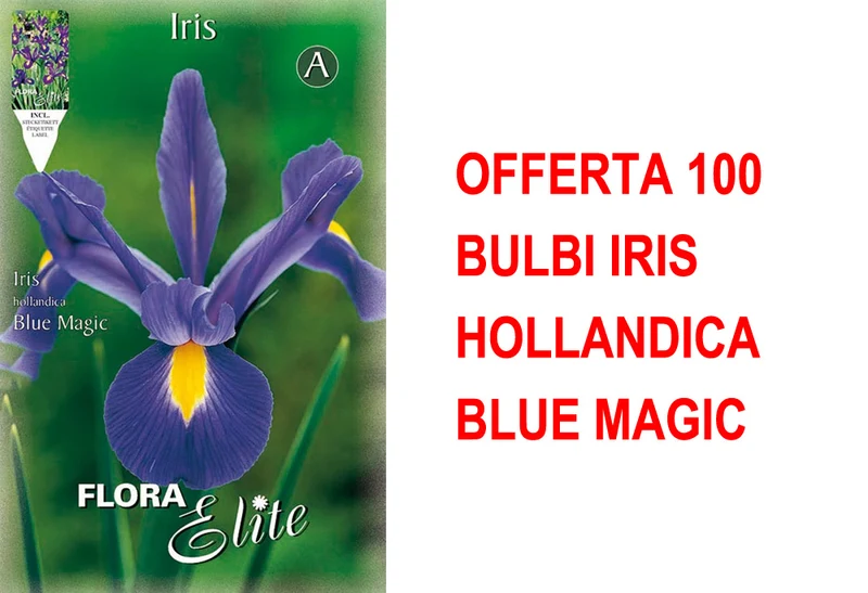 OFFERTA 100 BULBI IRIS HOLLANDICA BLUE MAGIC