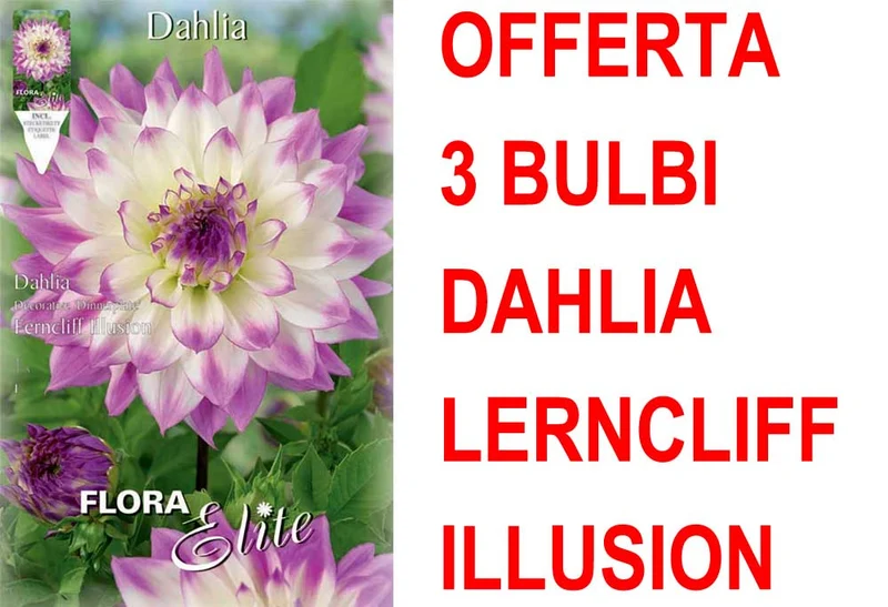 OFFERTA 3 BULBI DAHLIA DINNERPLATE FERNCLIFF ILLUSION