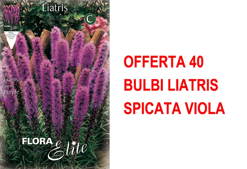 OFFERTA 40 BULBI LIATRIS SPICATA VIOLA