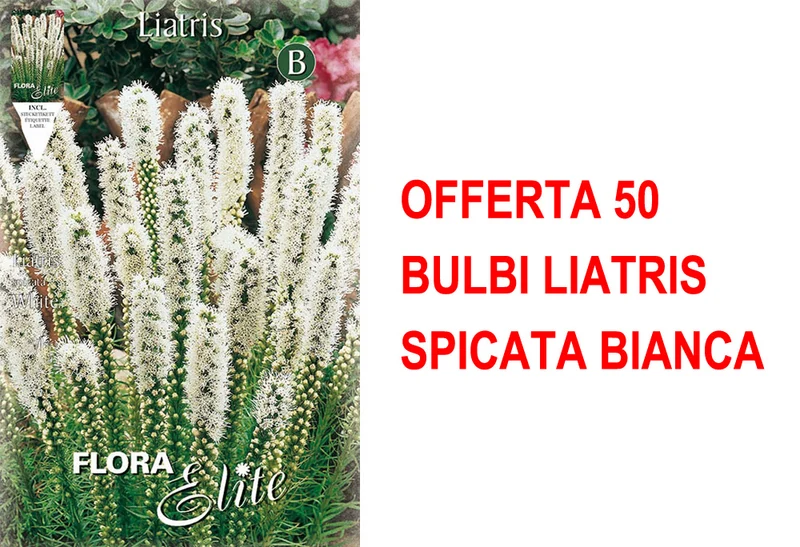 OFFERTA 50 BULBI LIATRIS SPICATA BIANCA