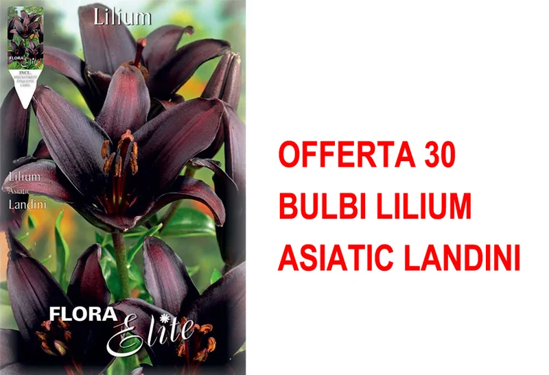 OFFERTA 30 BULBI LILIUM ASIATIC LANDINI