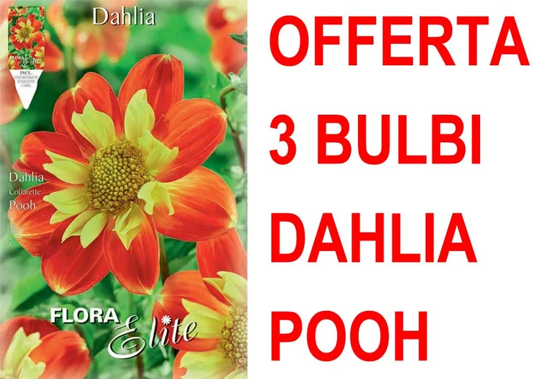 OFFERTA 3 BULBI DAHLIA COLLAR POOH