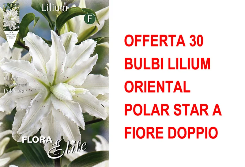 OFFERTA 30 BULBI LILIUM ORIENTAL POLAR STAR A FIORE DOPPIO