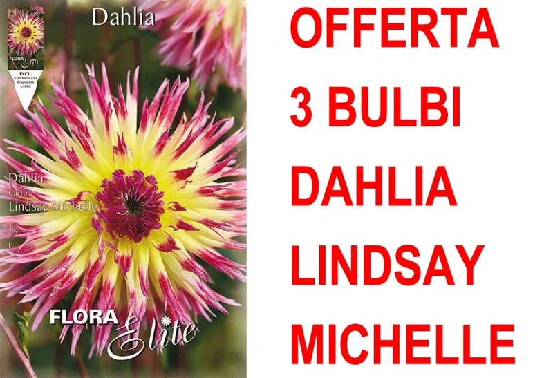 OFFERTA 3 BULBI DAHLIA CACTUS LINDSAY MICHELLE